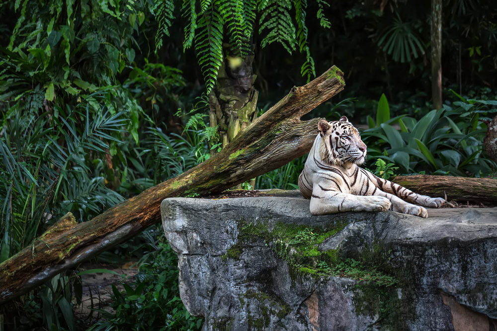 Zoological Garden